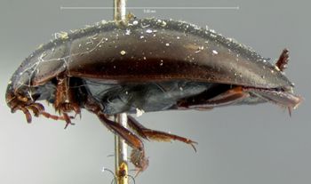 Media type: image;   Entomology 6067 Aspect: habitus lateral view